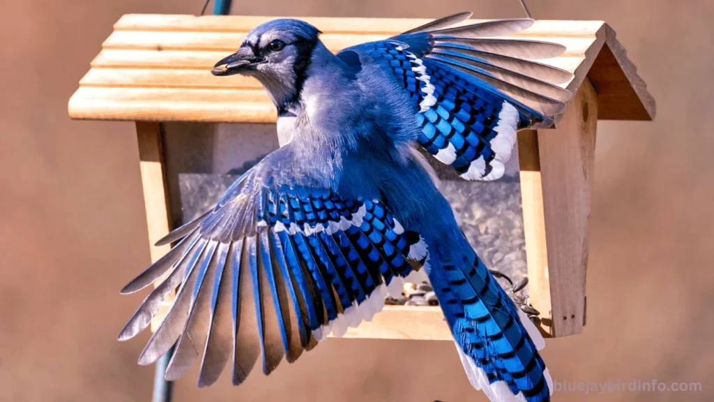 Do Blue Jays Eat Snakes? (Know In Detail) 3 Do blue jays eat snakes