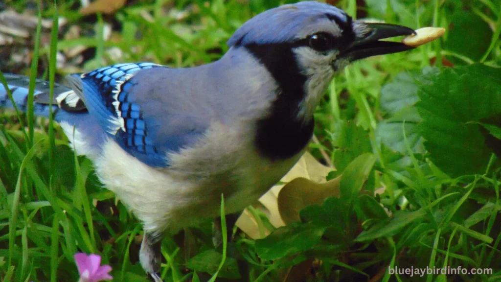 Do Blue Jays Eat Wasps? (Explained) 2 Do blue jays eat wasps