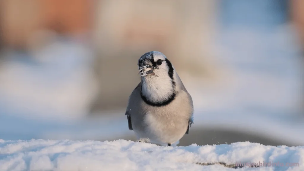 Do Blue Jays Eat Wasps? (Explained) 3 Do blue jays eat wasps