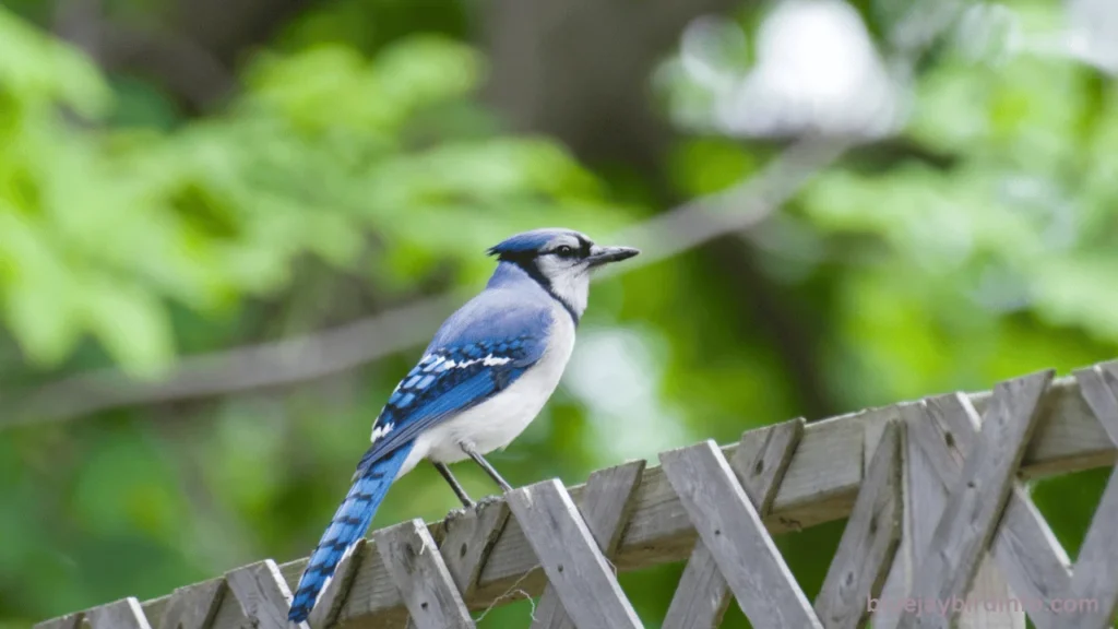 Do Blue Jays Eat Worms? (Answered) 2 Do Blue Jays Eat Worms? (Answered)