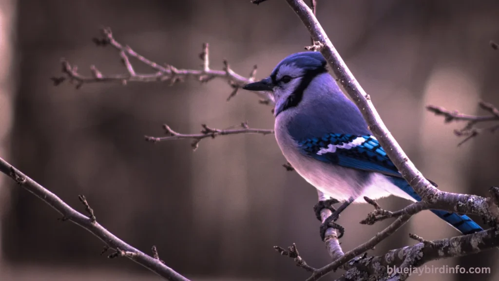 Do Blue Jays Flock Together? (Explained) 2 Do blue jays flock together