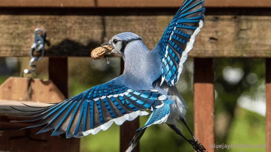 Do Blue Jays Flock Together? (Explained) 3 Do blue jays flock together