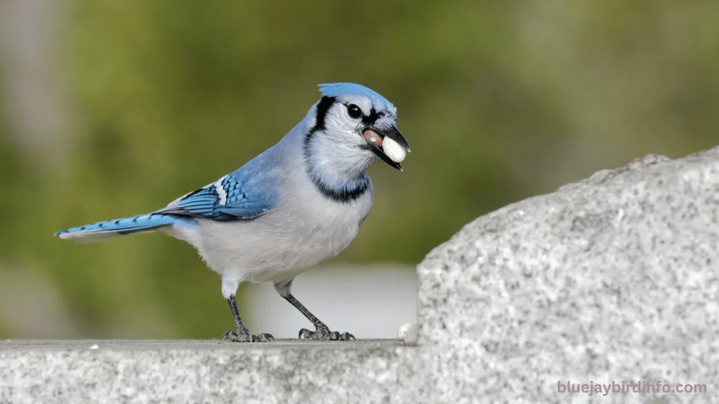 Do Blue Jays Fly South For The Winter? (Answered) 2 Do blue jays fly south for the winter
