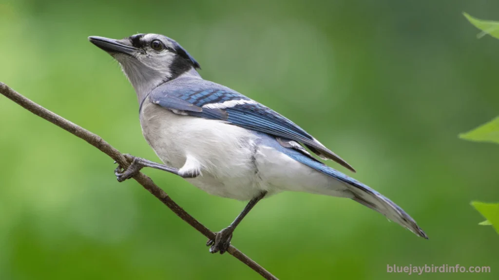 Do Blue Jays Hibernate? (Know In Detail) 2 Do blue jays hibernate