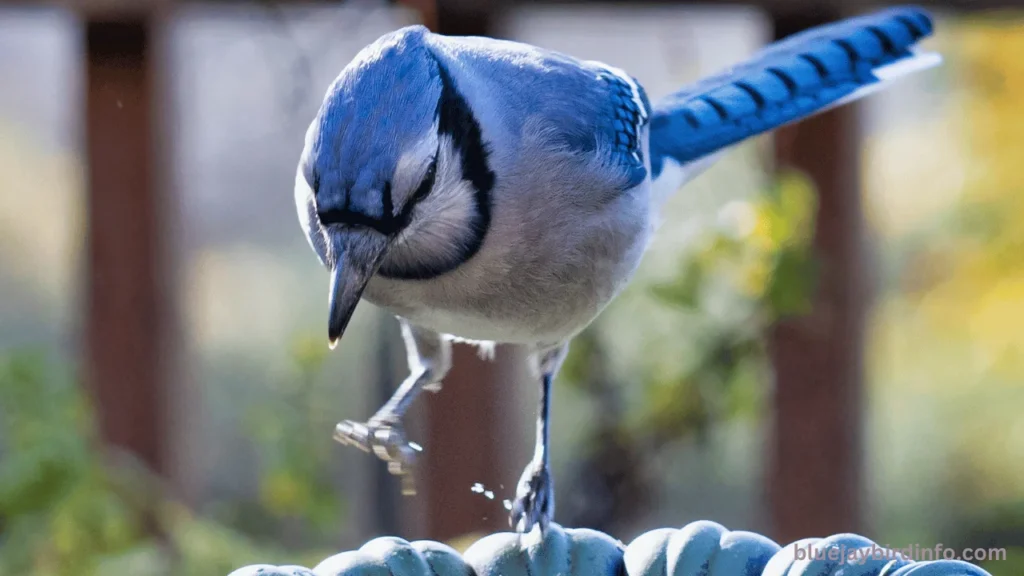 Do Blue Jays Hibernate? (Know In Detail) 3 Do blue jays hibernate