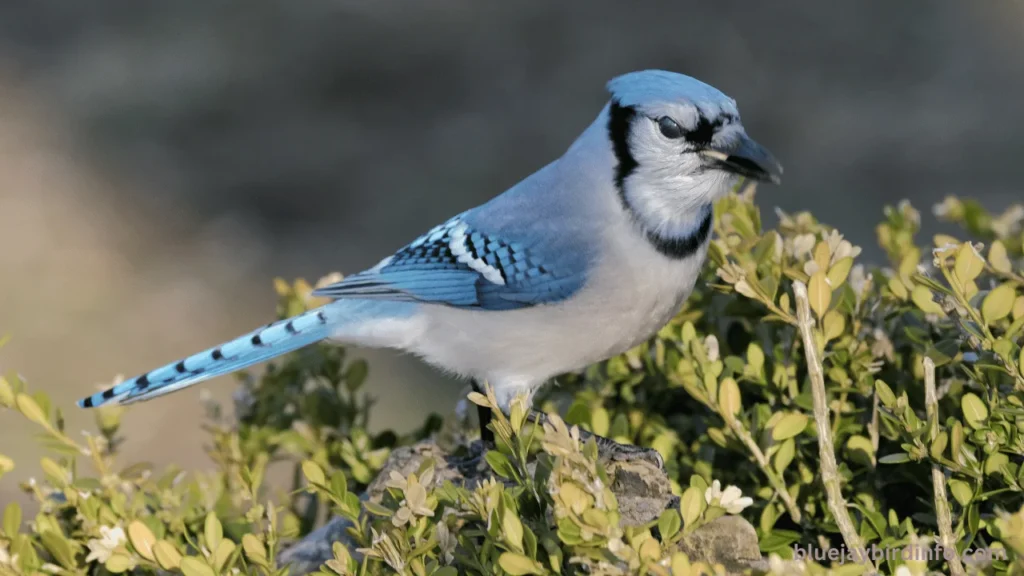 Do Blue Jays Kill Hummingbirds? (Answered) 3 Do blue jays kill hummingbirds