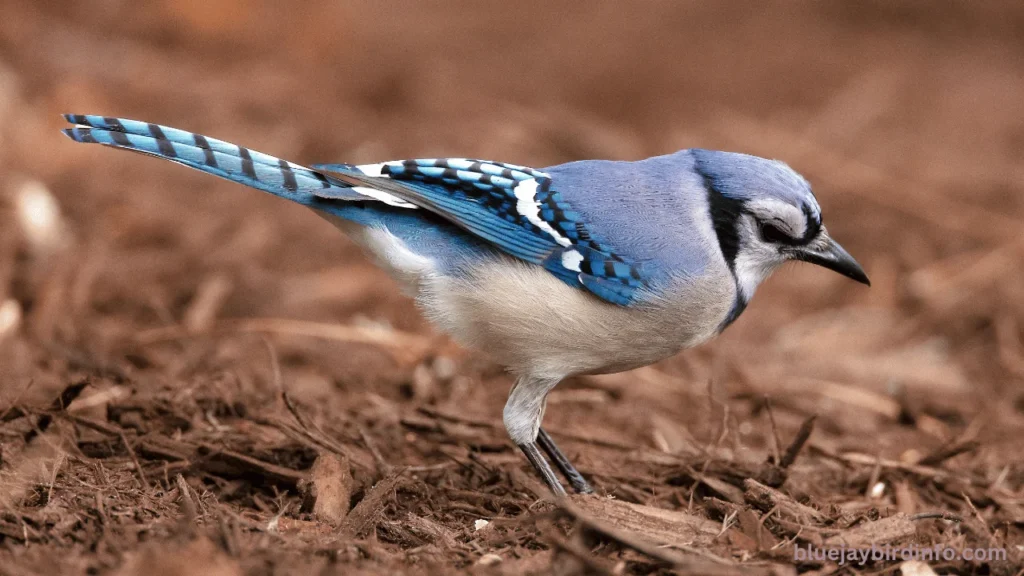 Do Blue Jays Mate For Life? (Know In Detail) 2 Do Blue Jays Mate For Life? (Know In Detail)