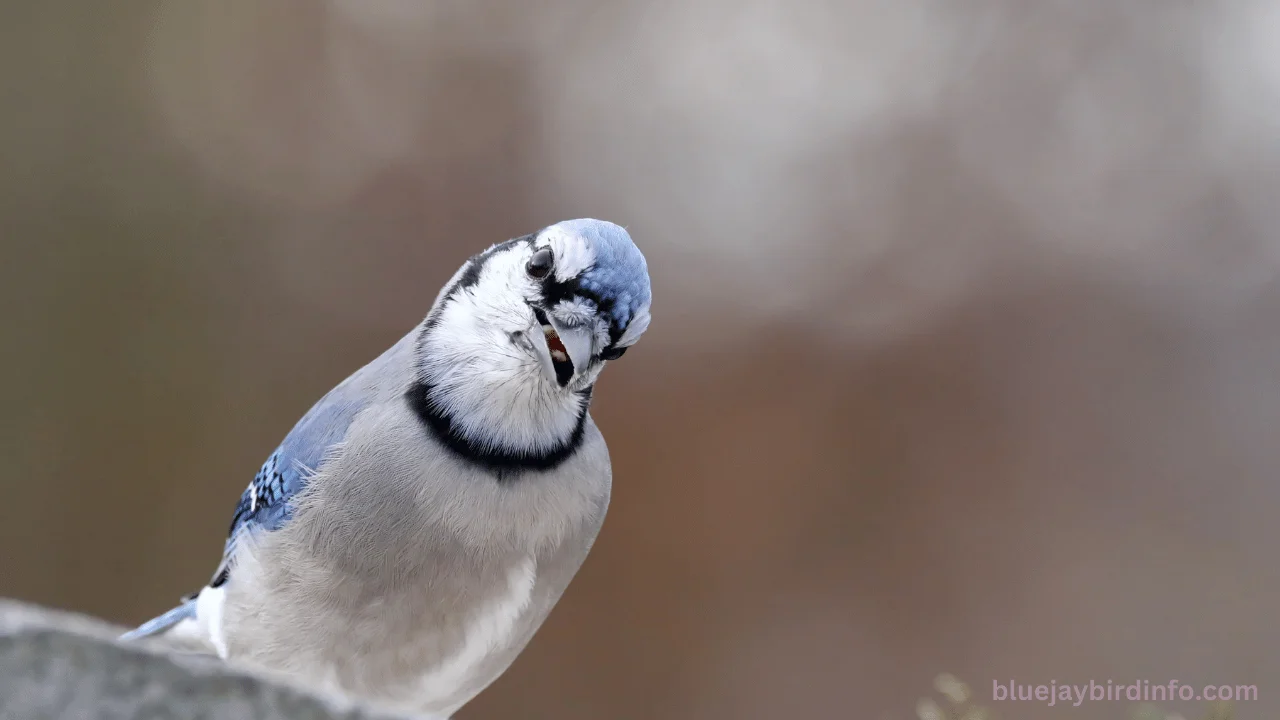 Blue Jay Bird Info - Everything About Blue Jay!