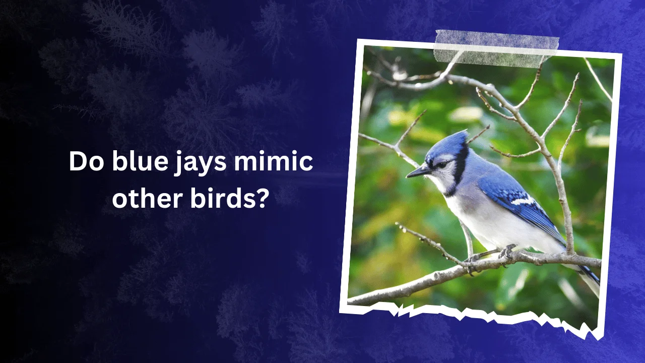 Do blue jays mimic other birds