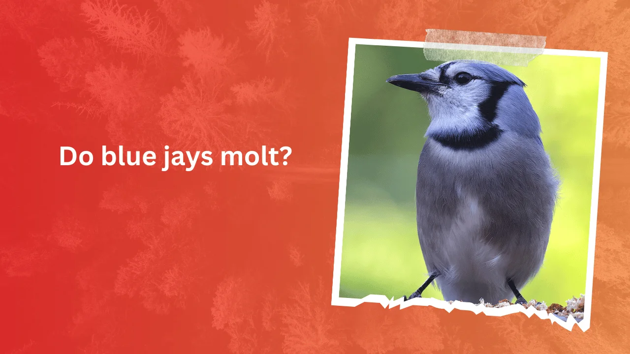Do blue jays molt
