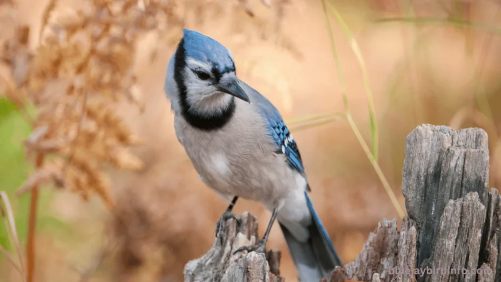 Do Blue Jays Peck Wood? (Answered) 2 Do blue jays peck wood