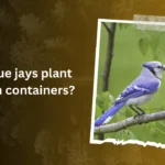  Do blue jays plant seeds in containers