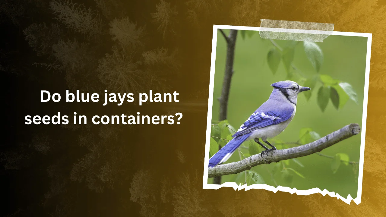  Do blue jays plant seeds in containers