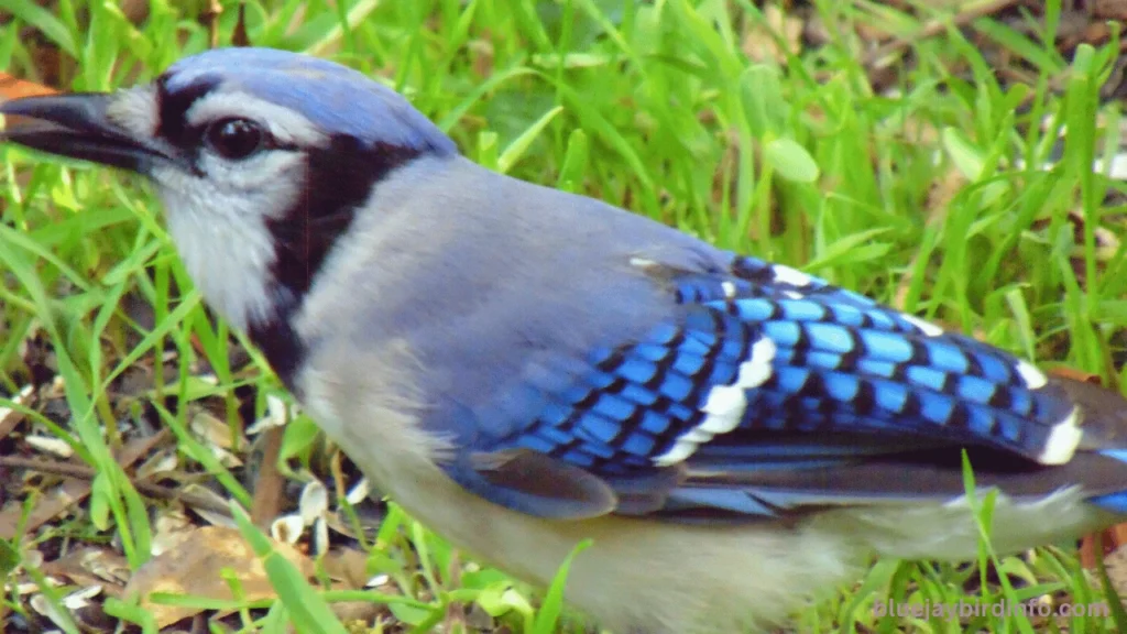 Do Blue Jays Steal Eggs? (Answered) 3 Do blue jays steal eggs