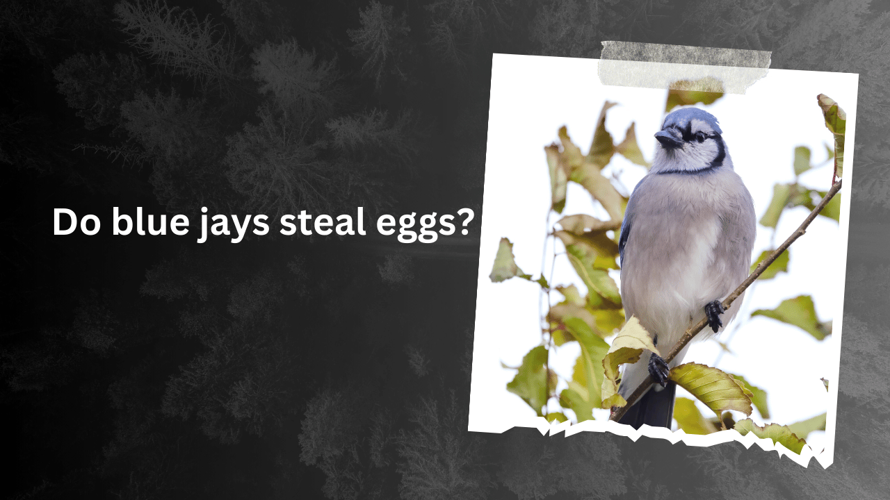 Do blue jays steal eggs