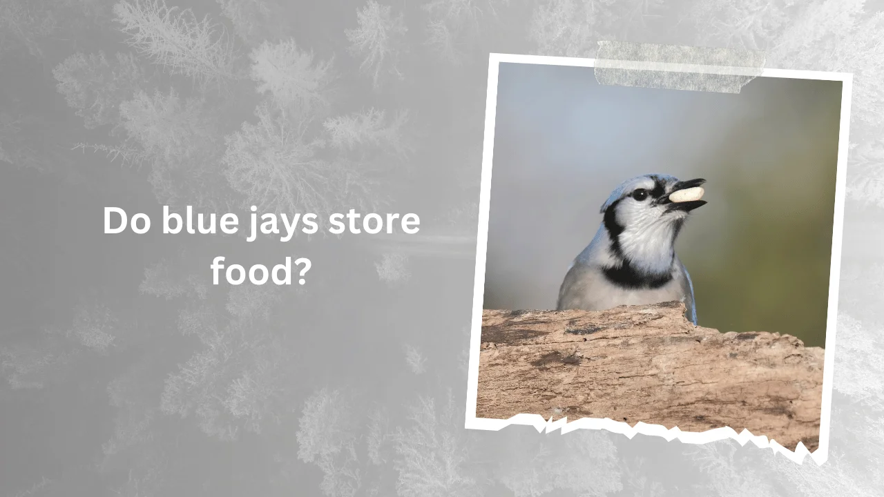 Blue Jay Habits