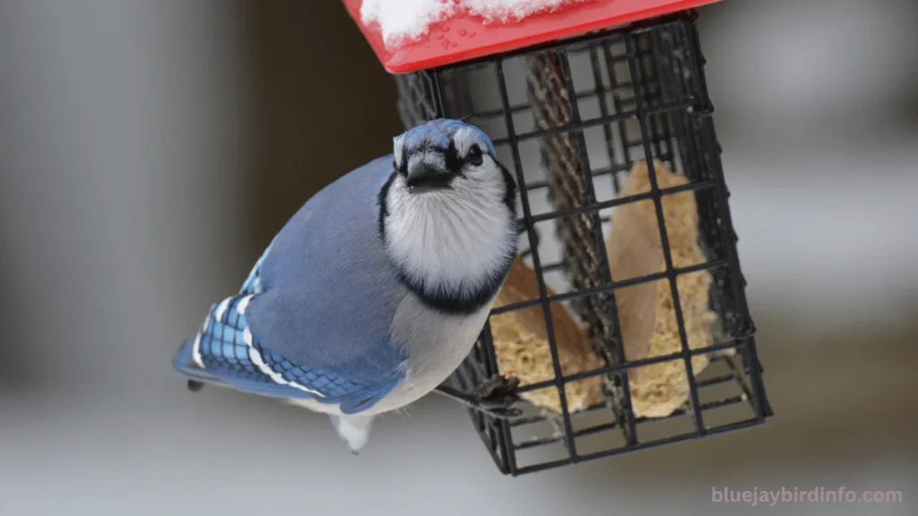 Do Blue Jays Use Birdhouses? (Explained) 2 Do blue jays use birdhouses