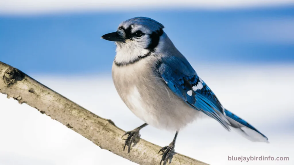 Do Blue Jays Use Birdhouses? (Explained) 3 Do Blue Jays Use Birdhouses? (Explained)
