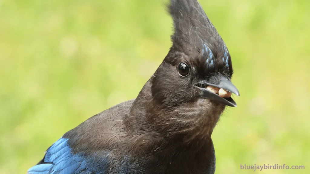 Do Hawks Eat Blue Jays? (Explained) 2 Do hawks eat blue jays