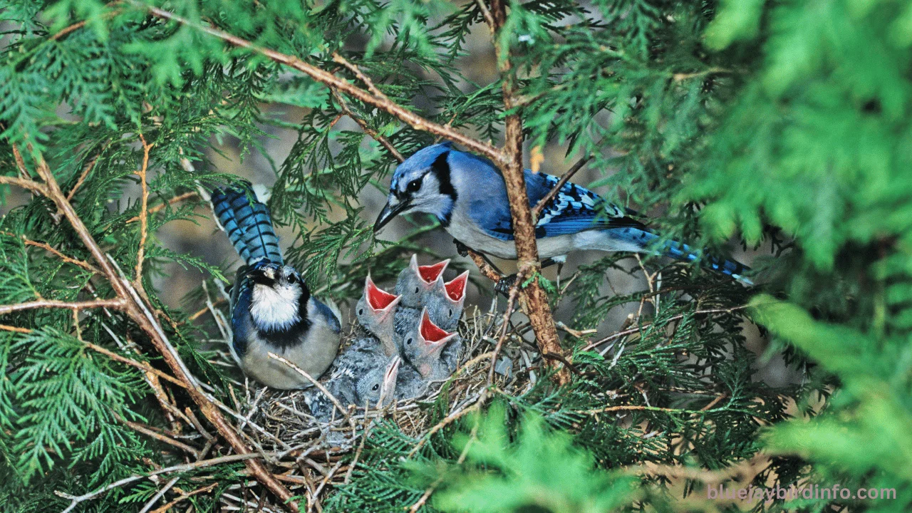Blue Jay Bird Info - Everything About Blue Jay!