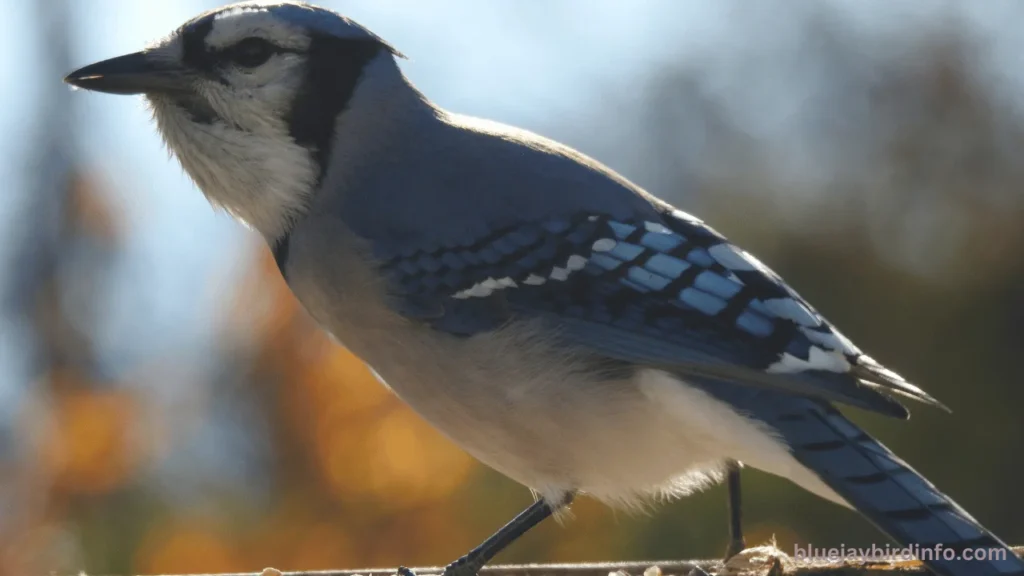 Does Chili Powder Keep Blue Jays Out Of Garden Pots? (Know In Detail) 3 Does chili powder keep blue jays out of garden pots
