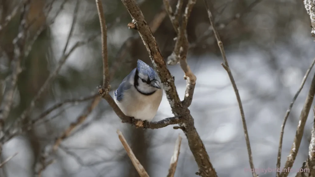 Does Chili Powder Keep Blue Jays Out Of Garden Pots? (Know In Detail) 2 Does chili powder keep blue jays out of garden pots
