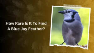 How rare is it to find a blue jay feather
