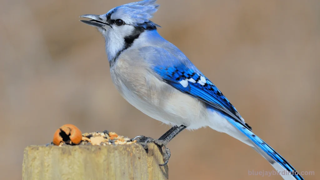 How To Brood Blue Jay Eggs? (Explained) 2 How To Brood Blue Jay Eggs? (Explained)