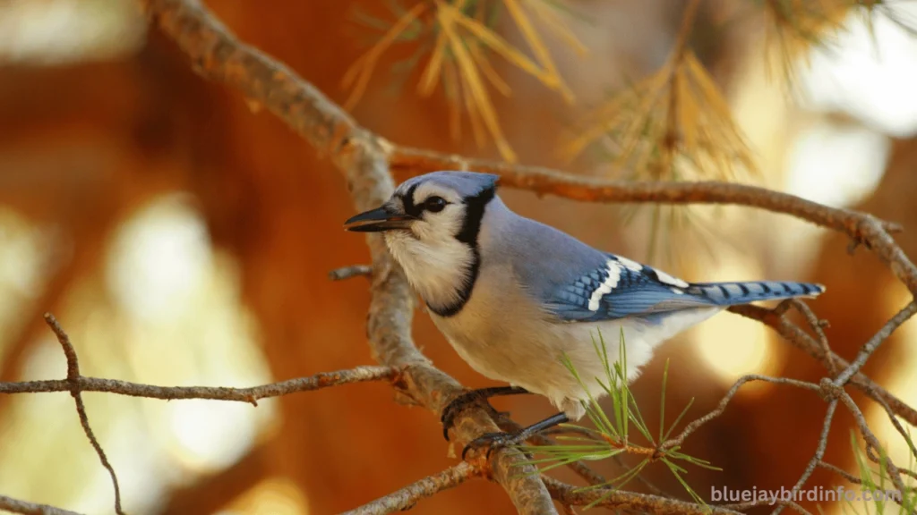 How To Brood Blue Jay Eggs? (Explained) 3 How To Brood Blue Jay Eggs?