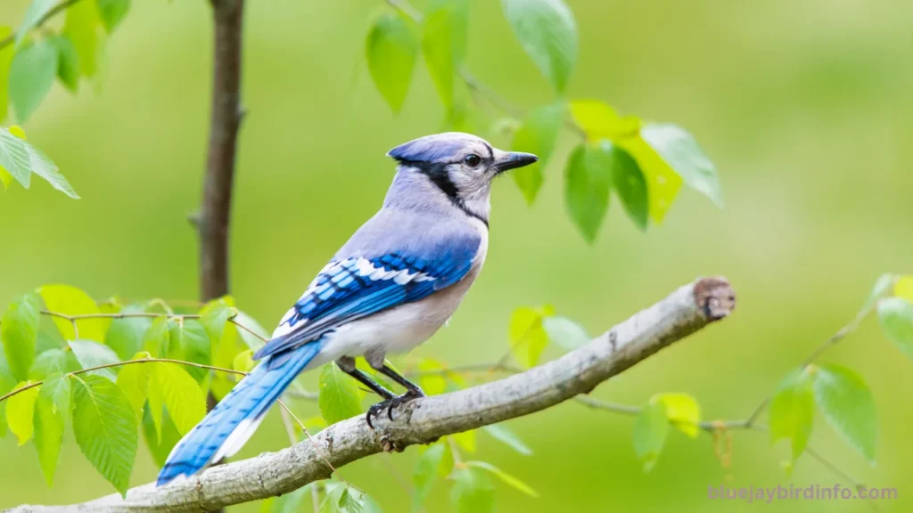 How Do Blue Jays Know When I Put Peanuts Out? (Know In Detail) 2 How do blue jays know when i put peanuts out