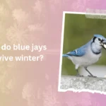 How do blue jays survive winter 
