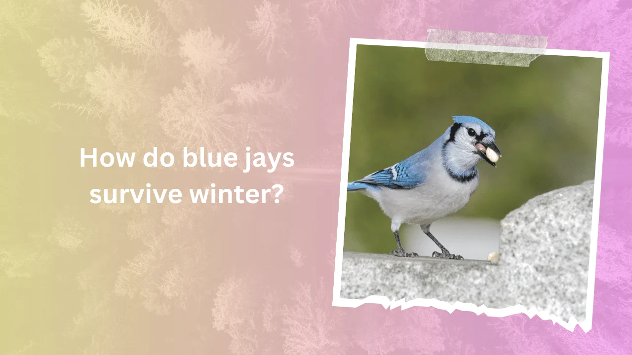 How do blue jays survive winter 