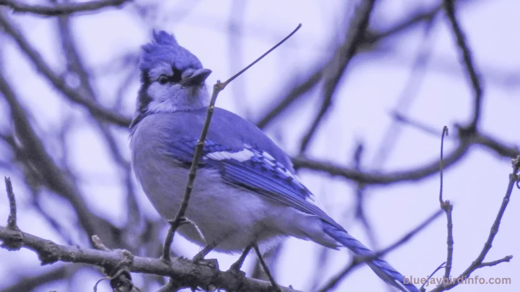 How Long Do Blue Jay Eggs Take To Hatch? (Know In Detail) 2 How long do blue jay eggs take to hatch