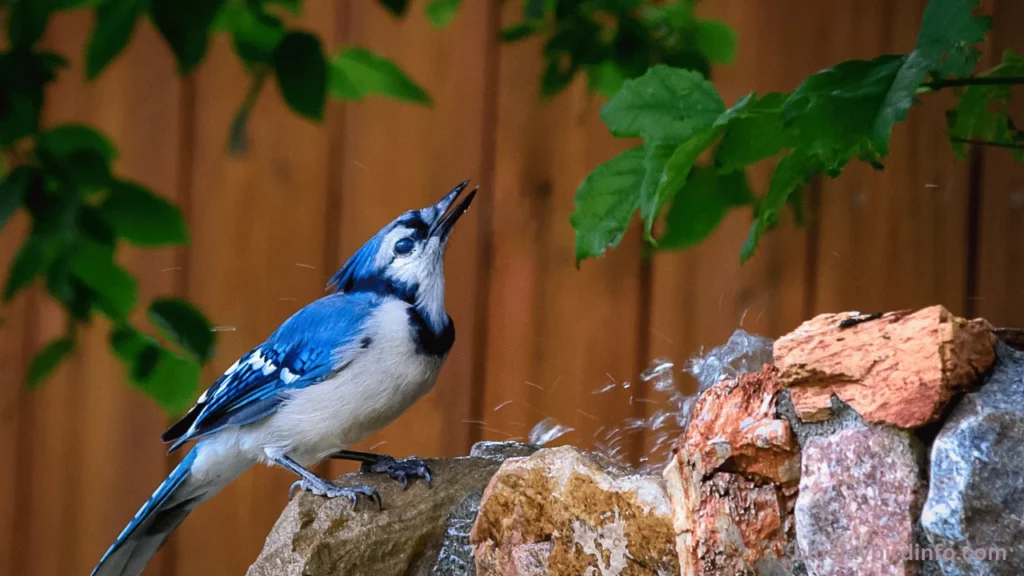 How Long Do Blue Jay Eggs Take To Hatch? (Know In Detail) 3 How long do blue jay eggs take to hatch