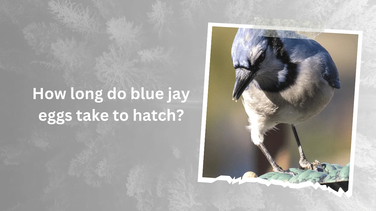 Blue Jay Nesting
