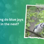 How long do blue jays stay in the nest