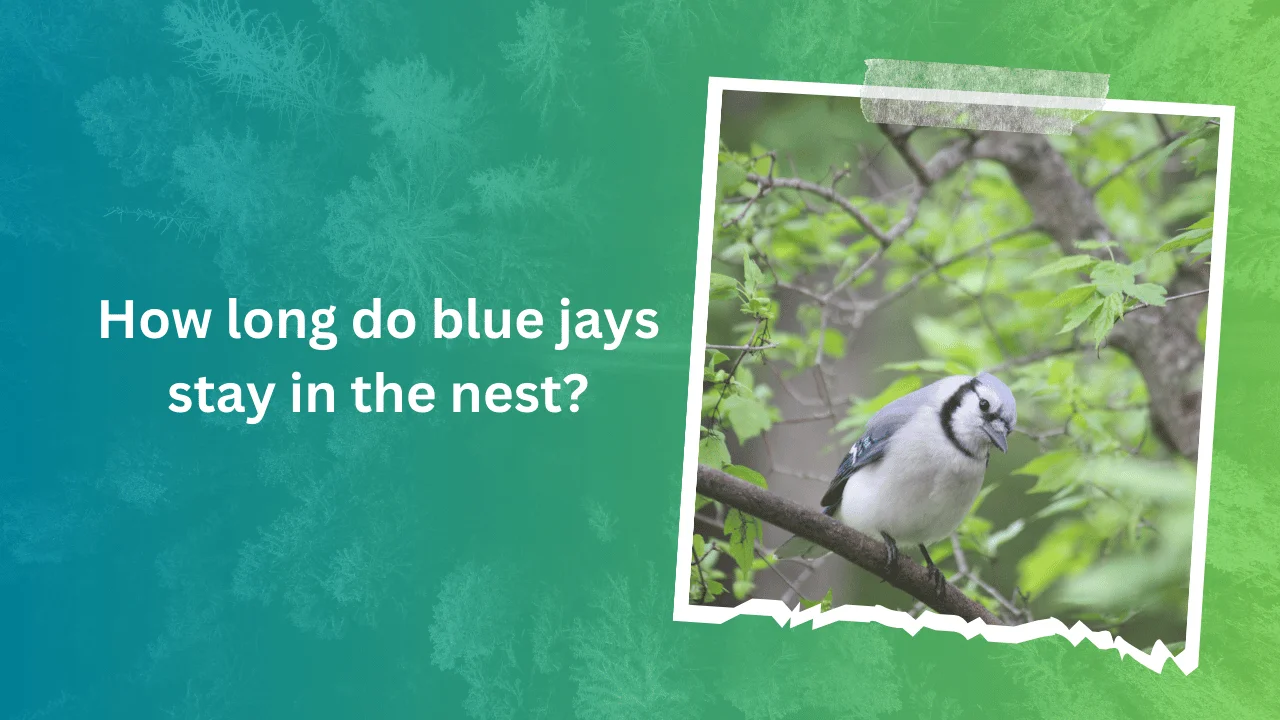 How long do blue jays stay in the nest