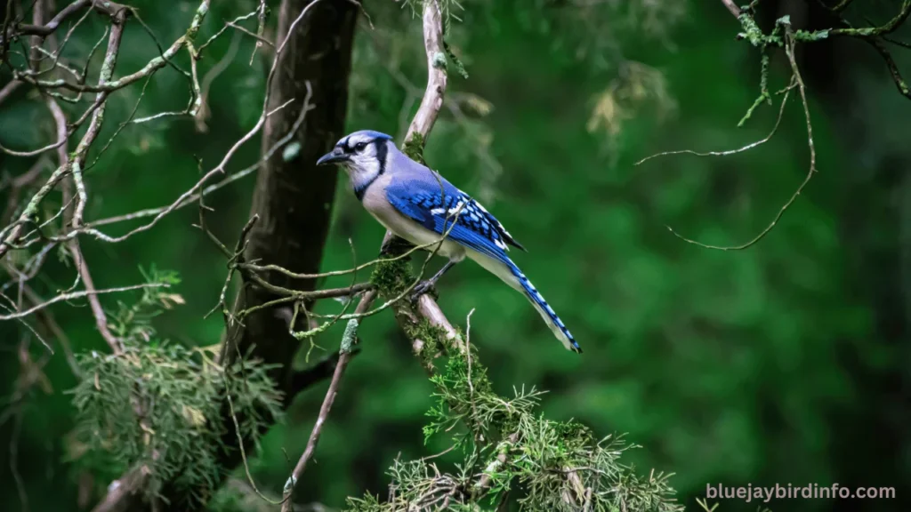 How To Attract Blue Jays? (Answered) 2 How to attract blue jays