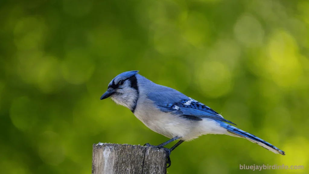 How To Attract Blue Jays? (Answered) 3 How to attract blue jays