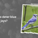 How to deter blue jays