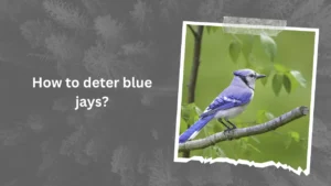 How to deter blue jays
