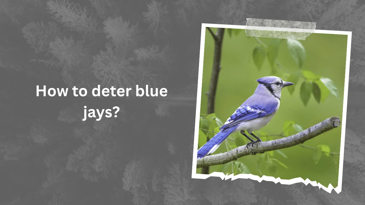 How to deter blue jays