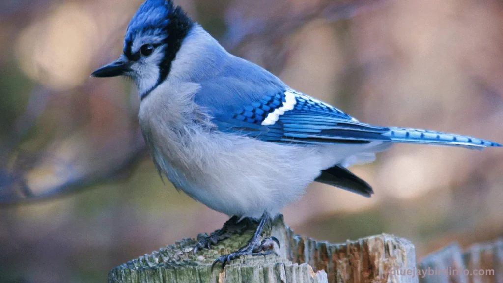 How To Keep Blue Jays Away From Bird Feeders? (Answered) 3 How to keep blue jays away from bird feeders