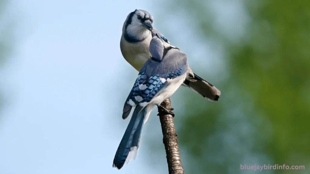 How To Keep Blue Jays Away From Bird Nest? (Full Information) 3 How to keep blue jays away from bird nest