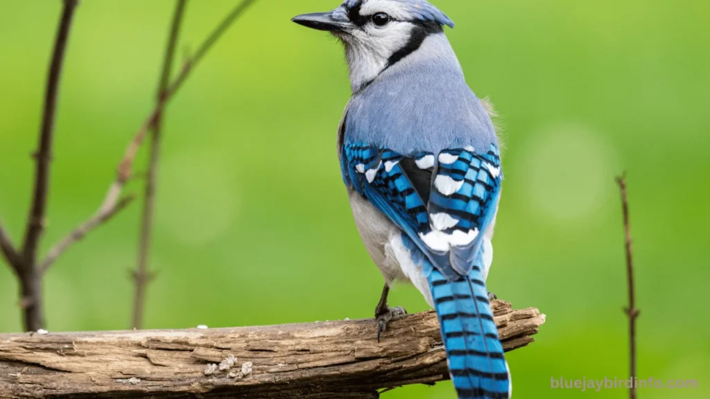How To Scare Away Blue Jays? (Answered) 3 How to scare away blue jays