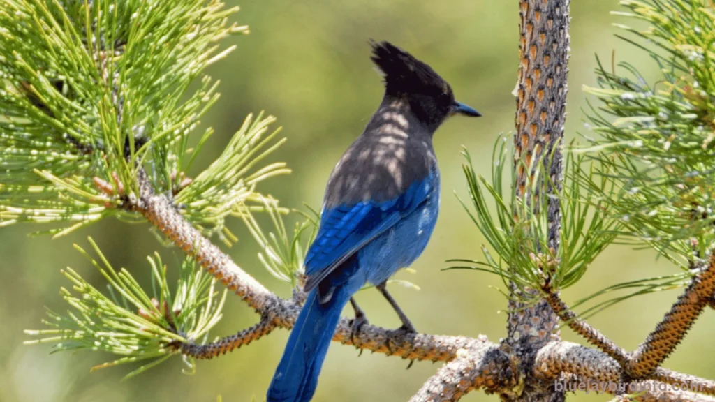 How To Tell How Old A Baby Blue Jay Is? ( Know In Detail) 3 How to tell how old a baby blue jay is