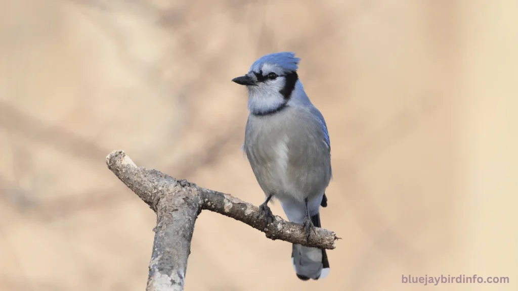 How To Tell How Old A Baby Blue Jay Is? ( Know In Detail) 2 How to tell how old a baby blue jay is
