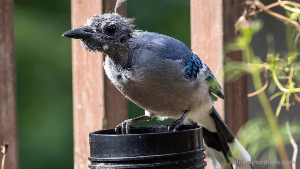 Is A Blue Jay Good Luck? (Answered) 2 Is a blue jay good luck