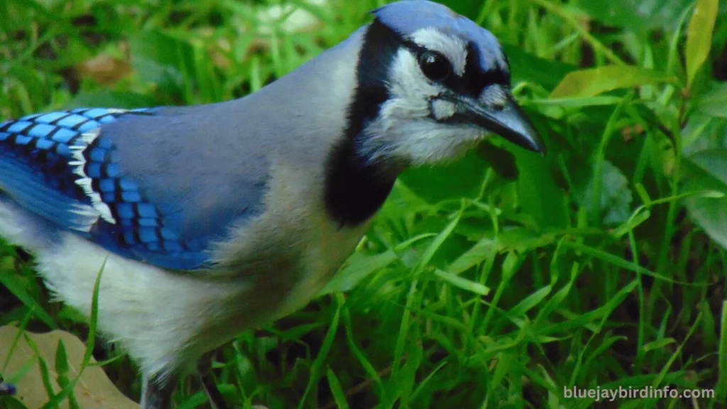 Is Mordecai A Blue Jay? (Answered) 2 Is mordecai a blue jay