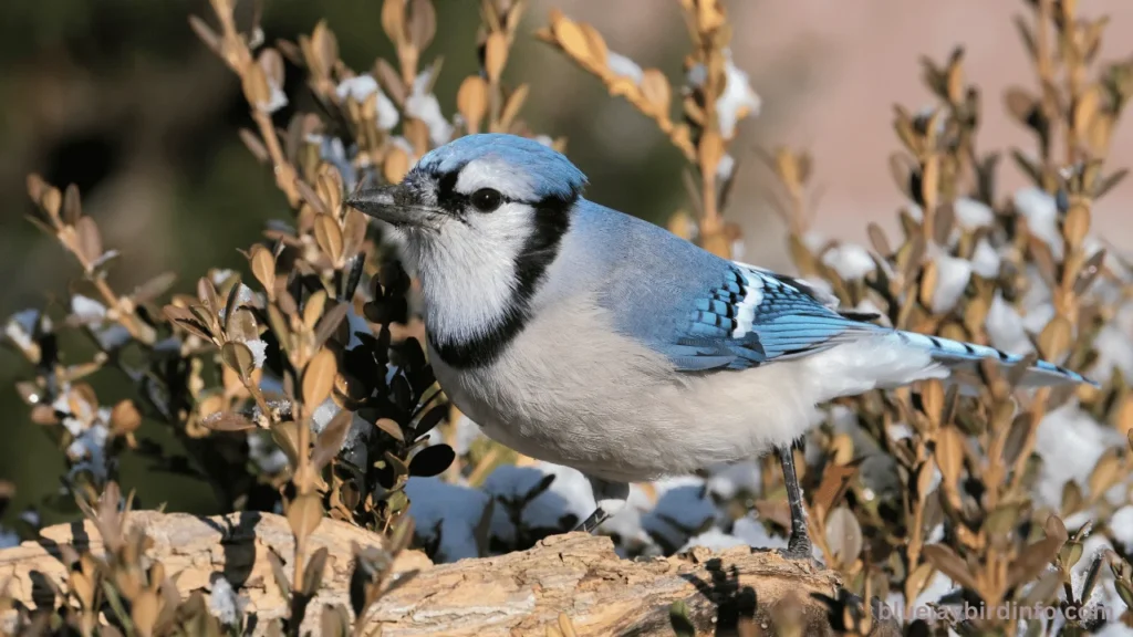 Is Mordecai A Blue Jay? (Answered) 3 Is mordecai a blue jay